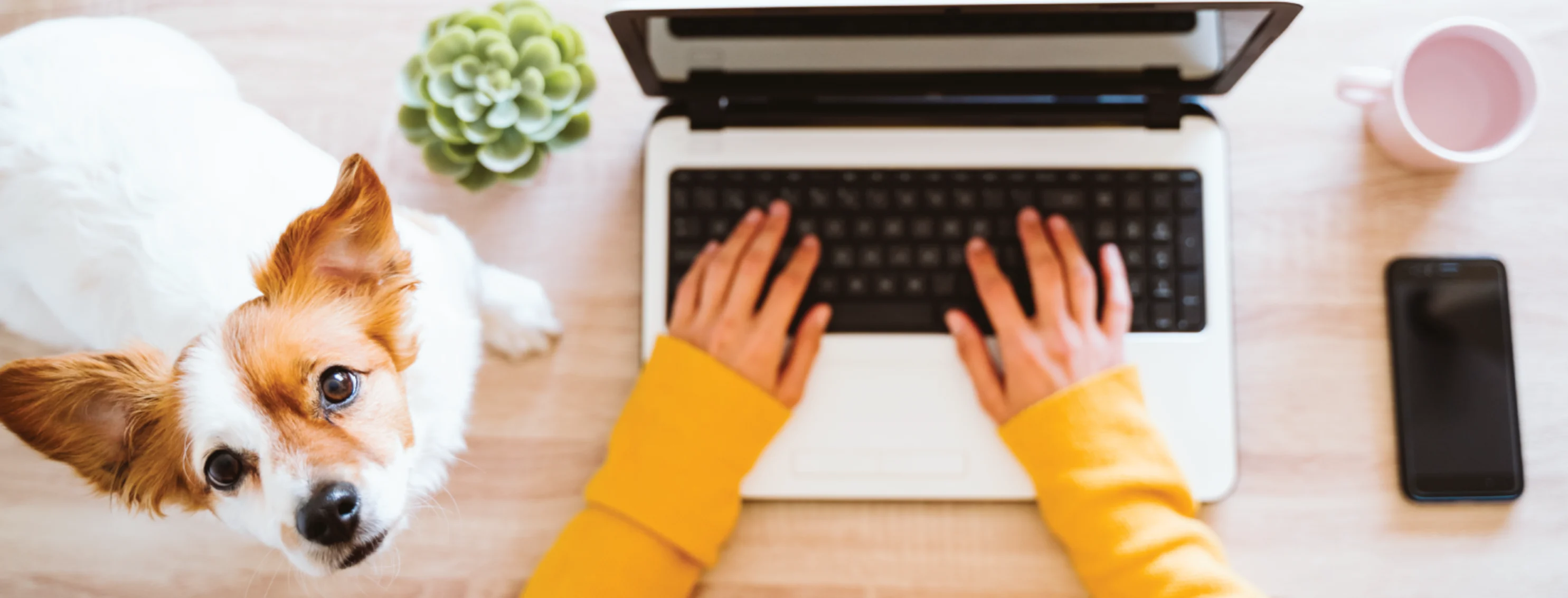 Dog sitting on desk with woman on laptop