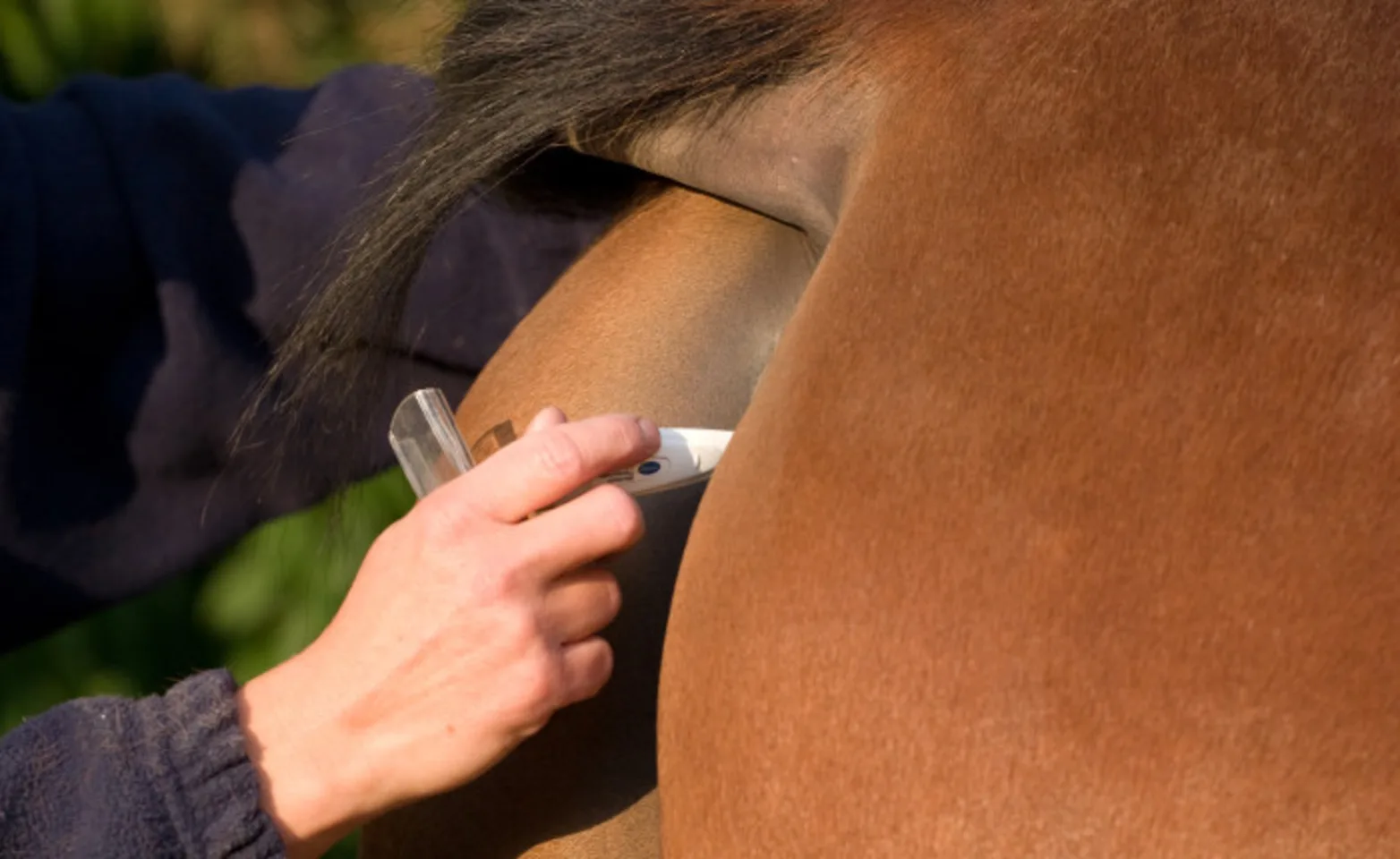 Horse temperature Horse temperature