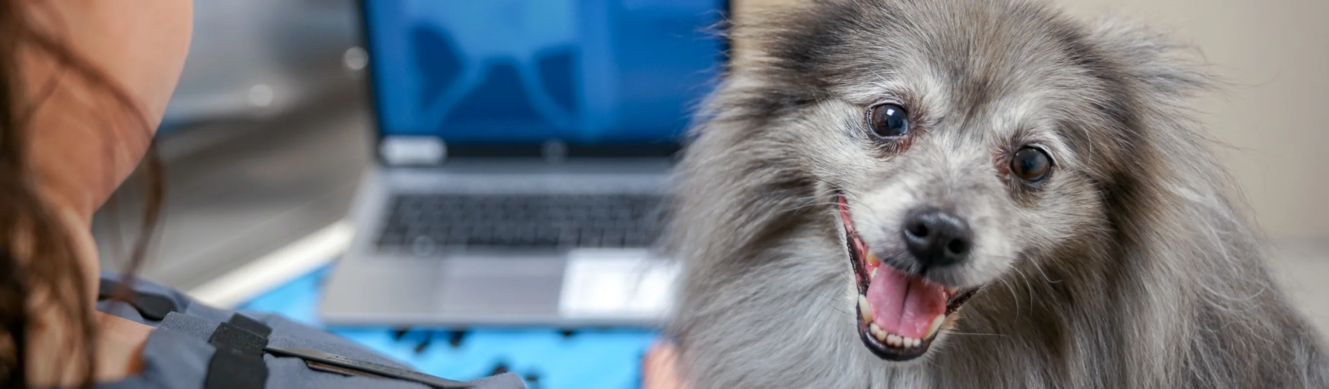 happy dog smiling happy dog smiling