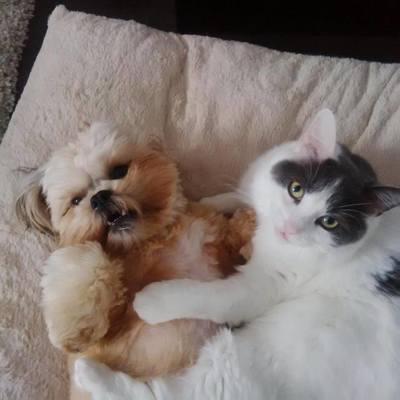 puppy and cat laying together