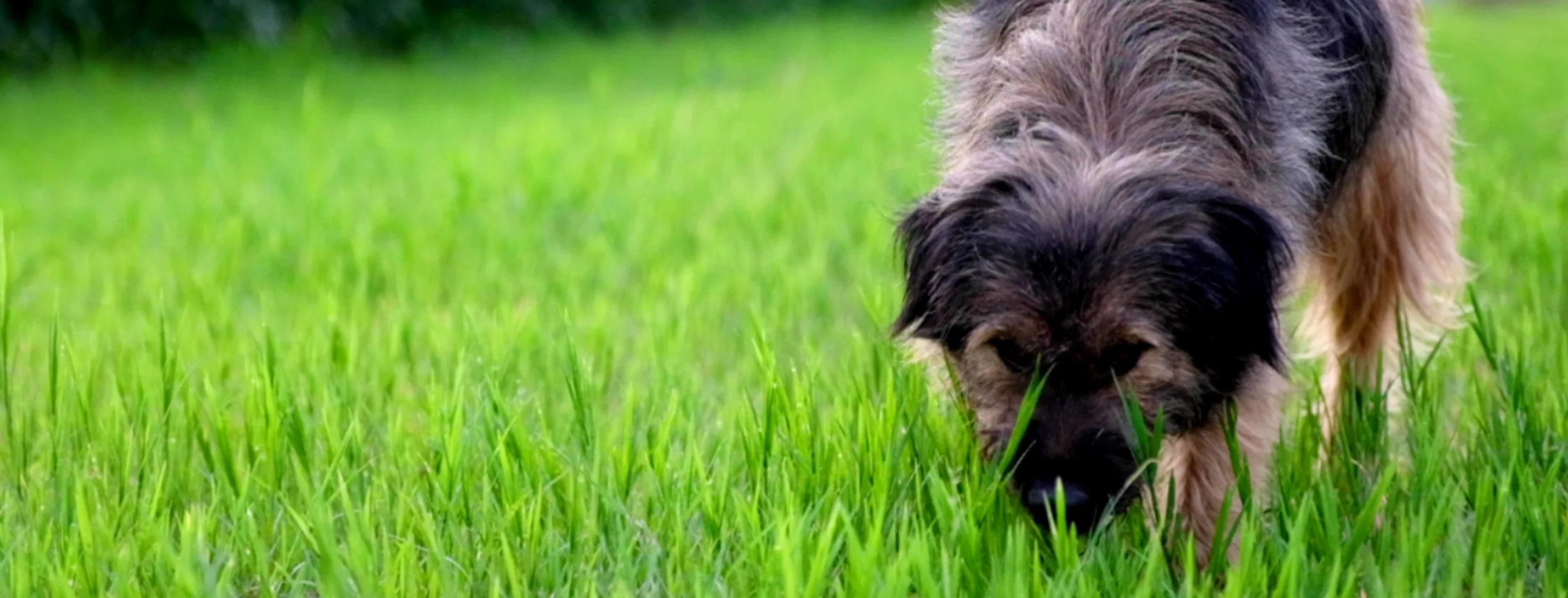 Small dog outside walking through the grass