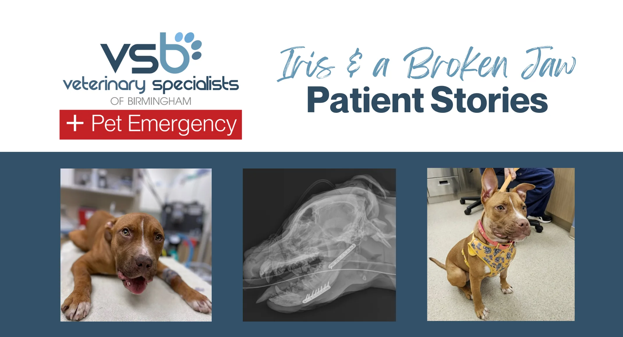 Iris and a Broken Jaw Iris and a Broken Jaw