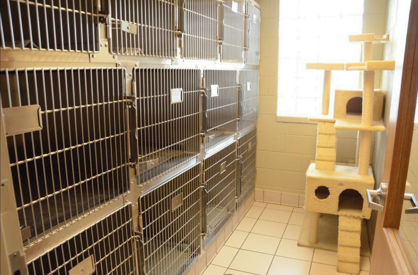 Peotone Animal Hospital Cat Kennel Area which also has a cat tower outside of the kennels