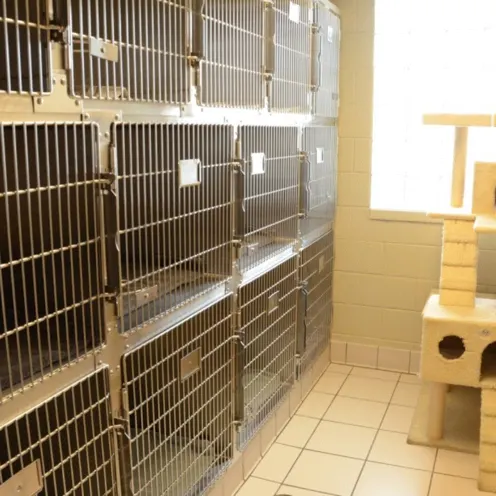 Peotone Animal Hospital Cat Kennel Area which also has a cat tower outside of the kennels