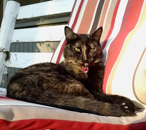 Cat relaxing in the sun Cat relaxing in the sun