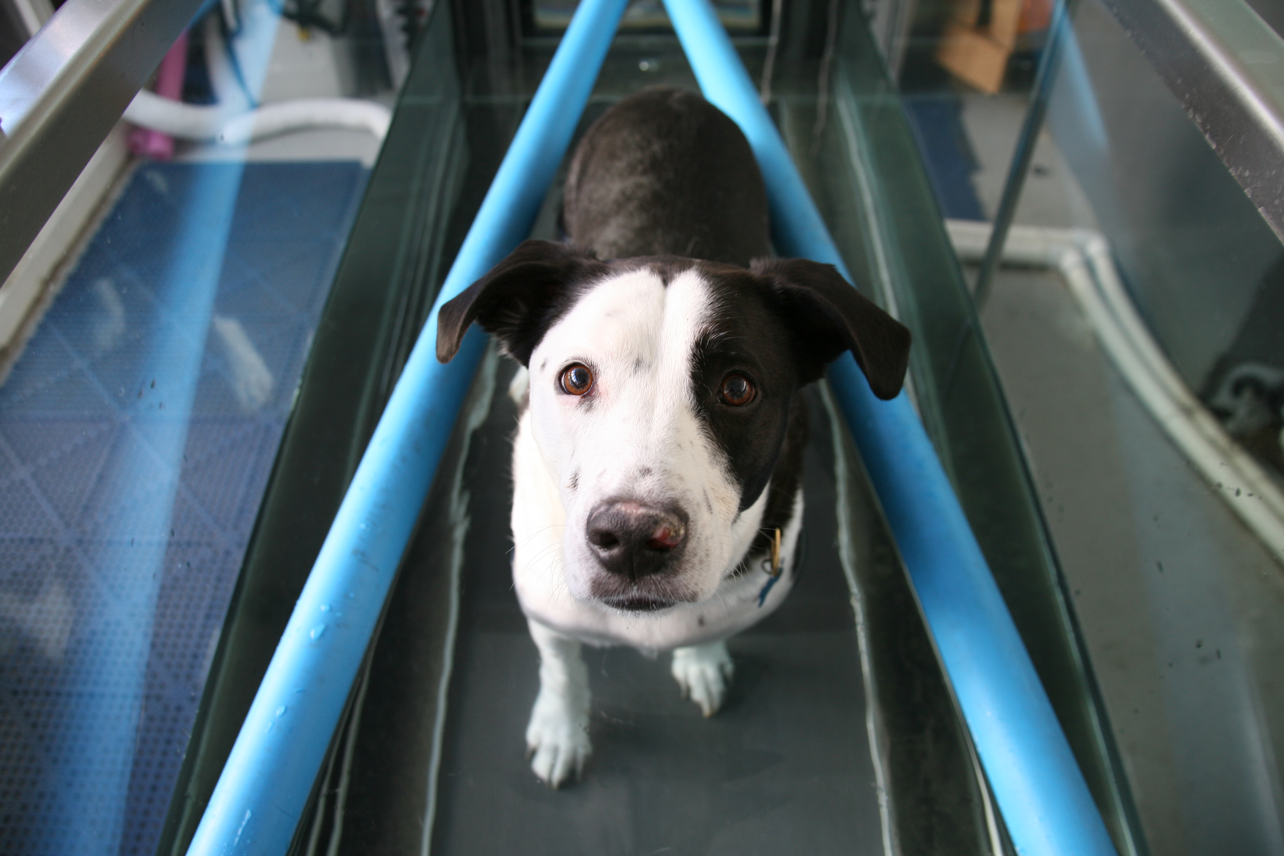 Dog in Water