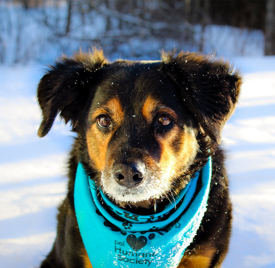 Harley the dog with a bright blue bandana