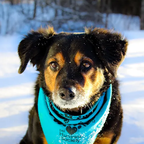 Harley the dog with a bright blue bandana Harley the dog with a bright blue bandana