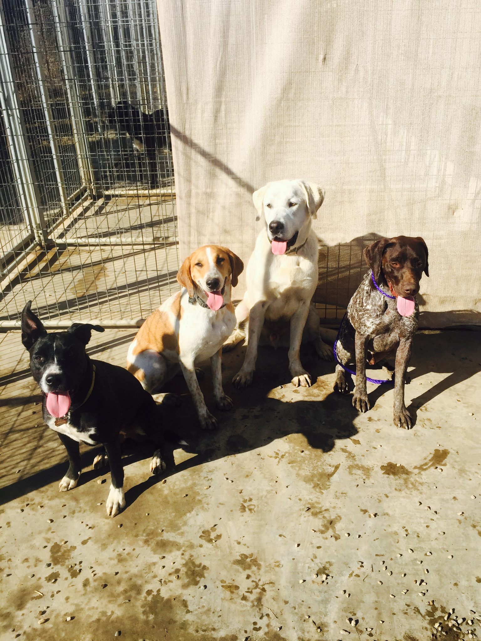 Group of dogs outside enjoying the sun