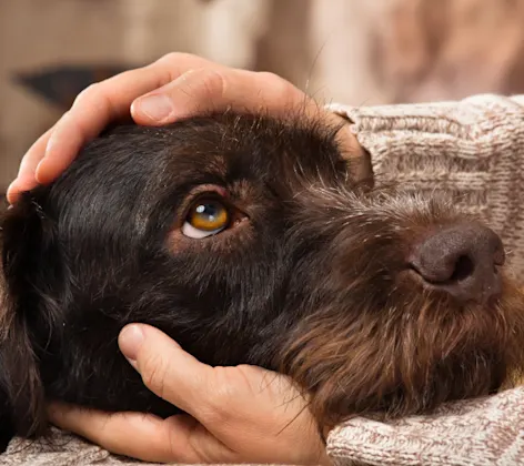 Brown dog getting pets Brown dog getting pets