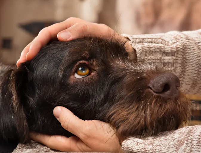 Brown dog getting pets Brown dog getting pets