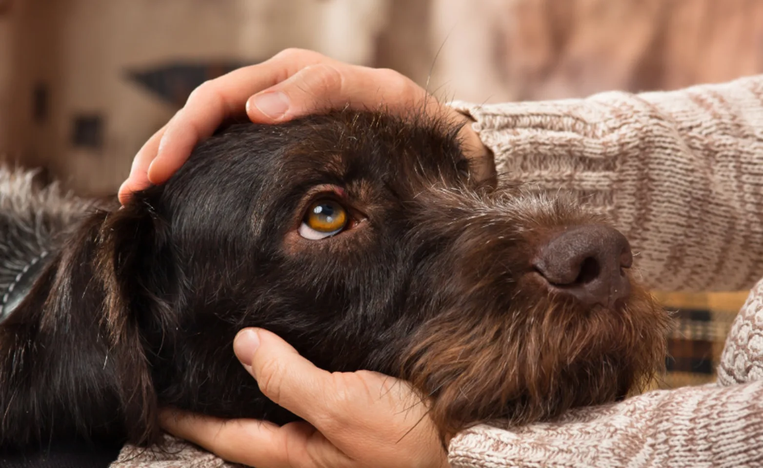 Brown dog getting pets 