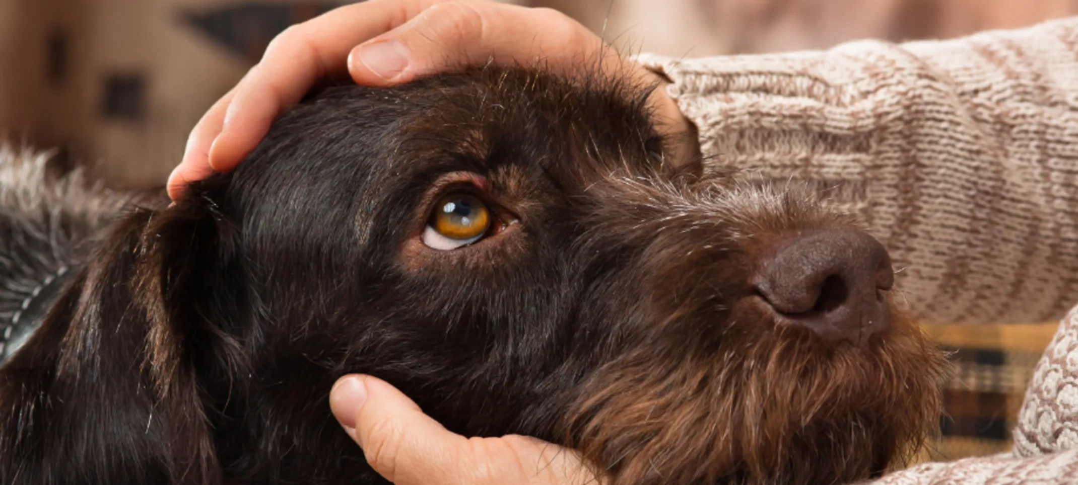 Brown dog getting pets Brown dog getting pets