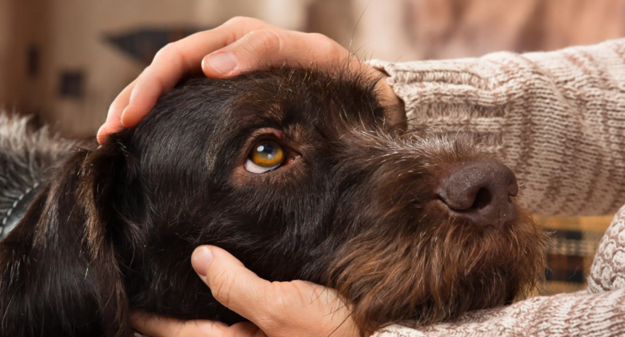 Brown dog getting pets Brown dog getting pets