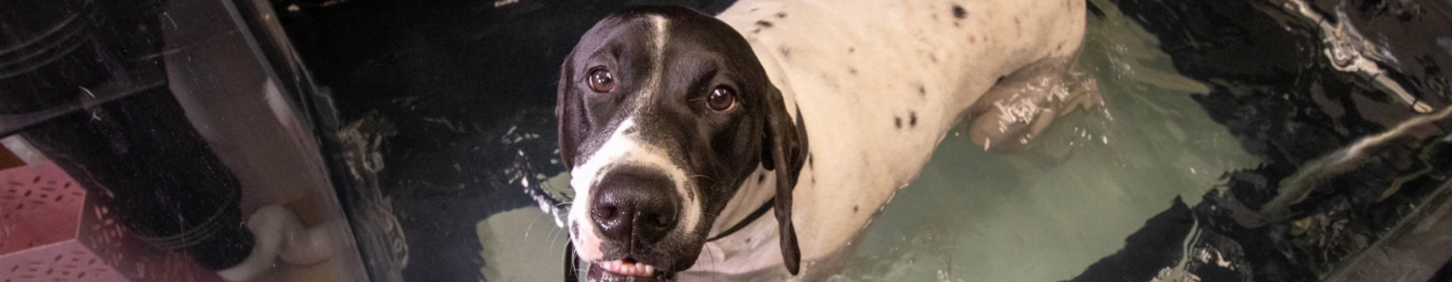 Dog in therapy pool with treadmill at Animal Specialty Center