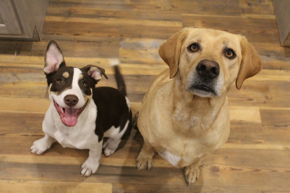 Two Dogs Looking Up at Sunrise Pet Lodge
