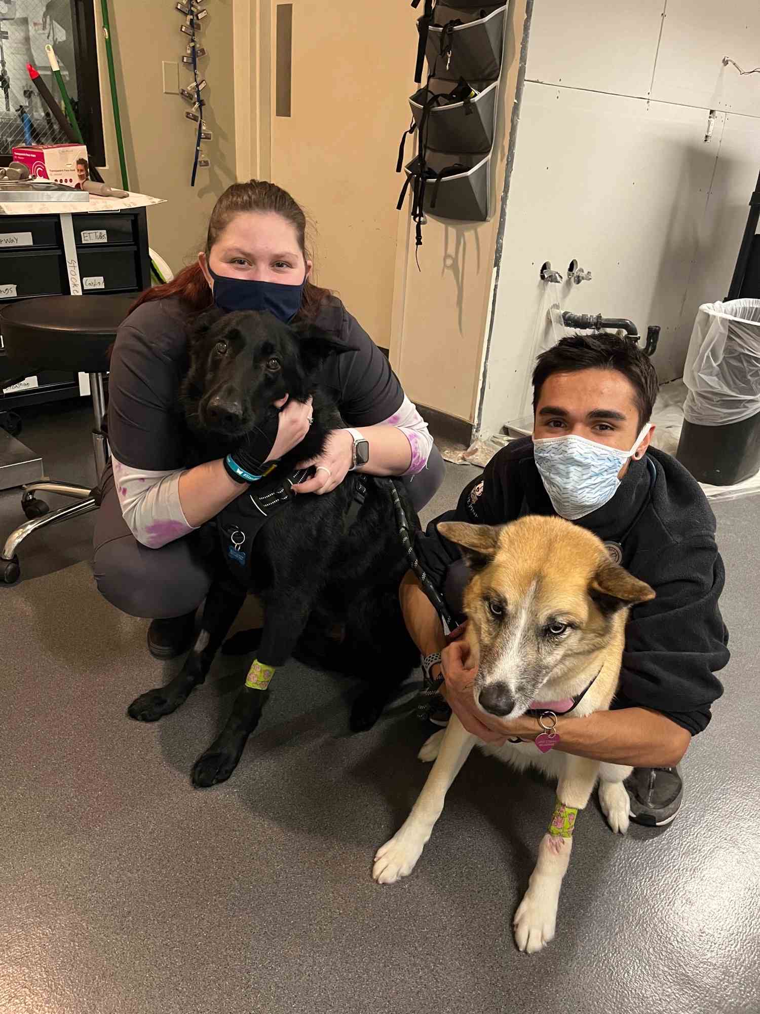 Two staff members each holding a large dog while crouching on the floor.