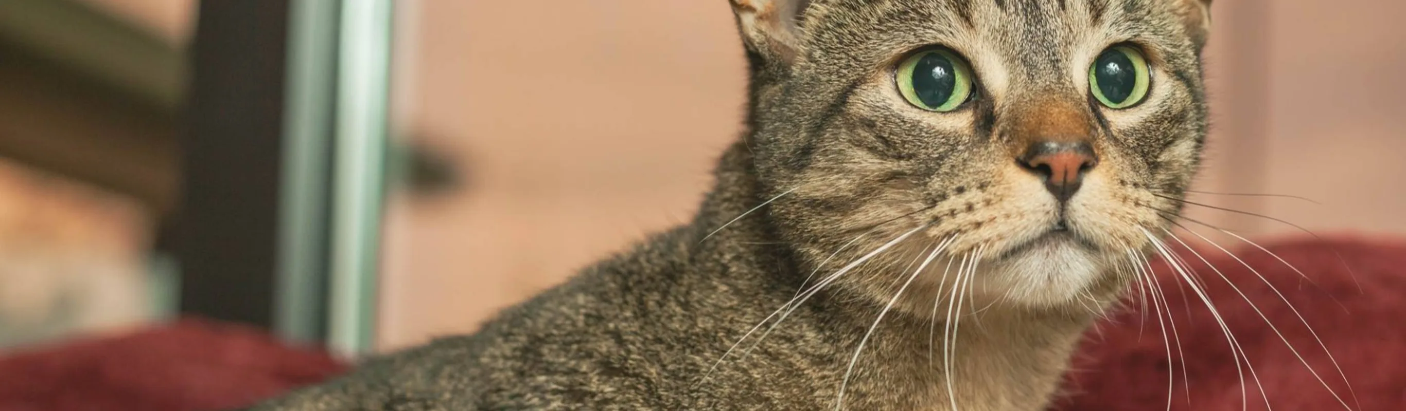 cat at Springbrook Animal care center cat at Springbrook Animal care center