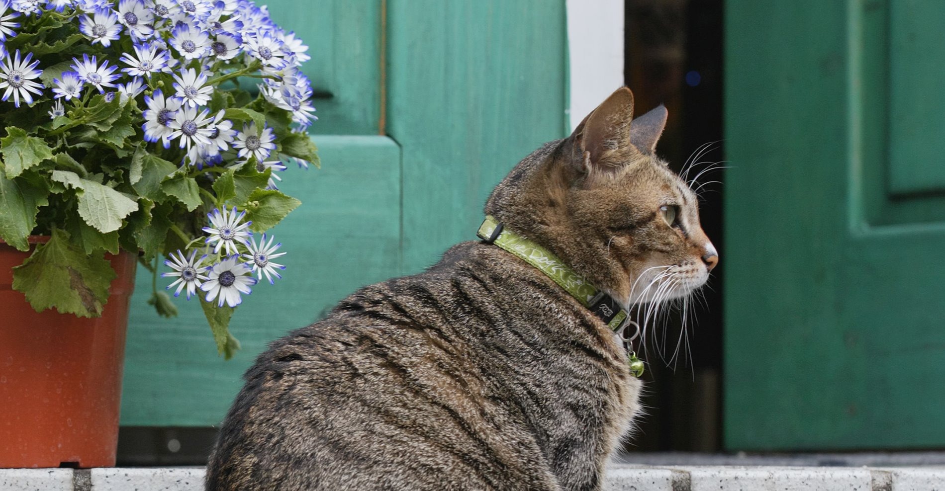 Cat curb in front of plants