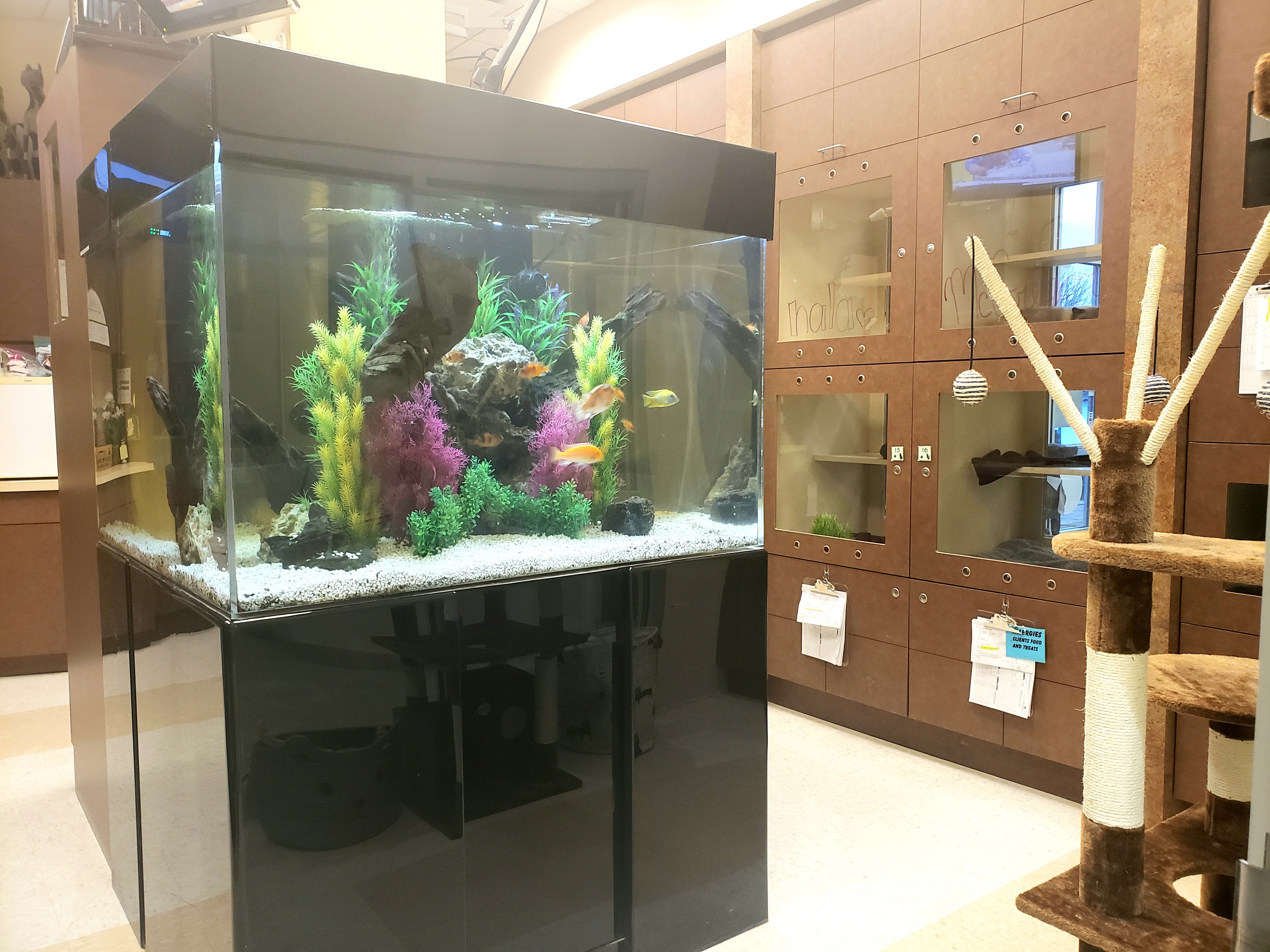 Kitty City Tank in the middle of the Kitty City boarding rooms.