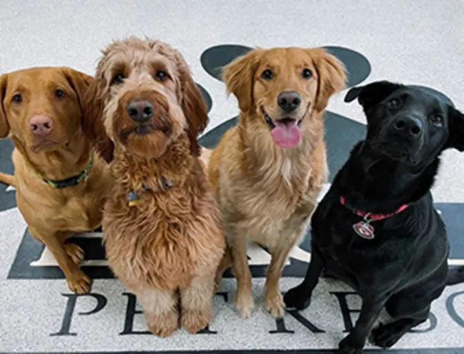 Four dogs sitting on the Eagle Animal Hospital logo Four dogs sitting on the Eagle Animal Hospital logo