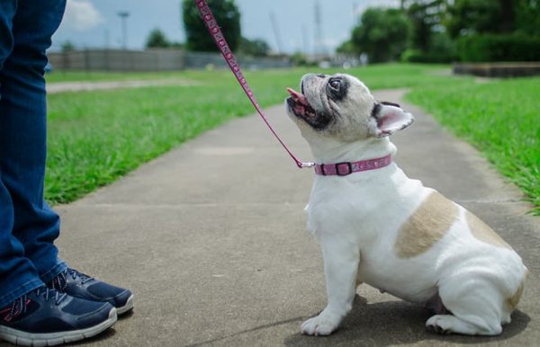 Dog looking up at trainer