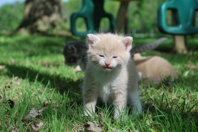 kitten on grass field