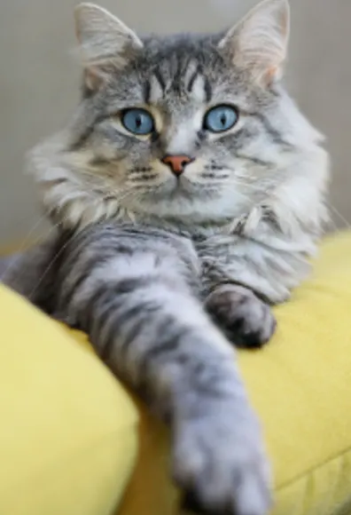 Bleu Eye Cat on a Yellow Pillow