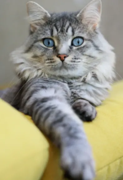 Bleu Eye Cat on a Yellow Pillow Bleu Eye Cat on a Yellow Pillow