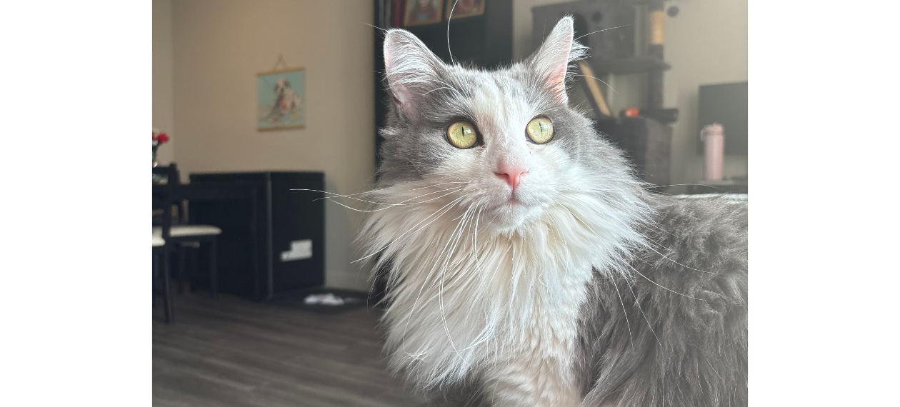 Fluffy Cat with Big Yellow Eyes