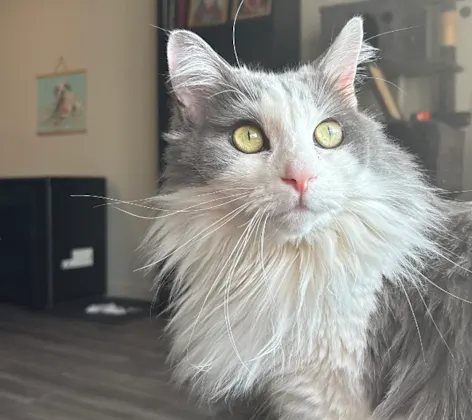 Fluffy Cat with Big Yellow Eyes Fluffy Cat with Big Yellow Eyes