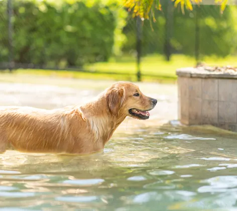 Golden retriever standing in the pool Golden retriever standing in the pool
