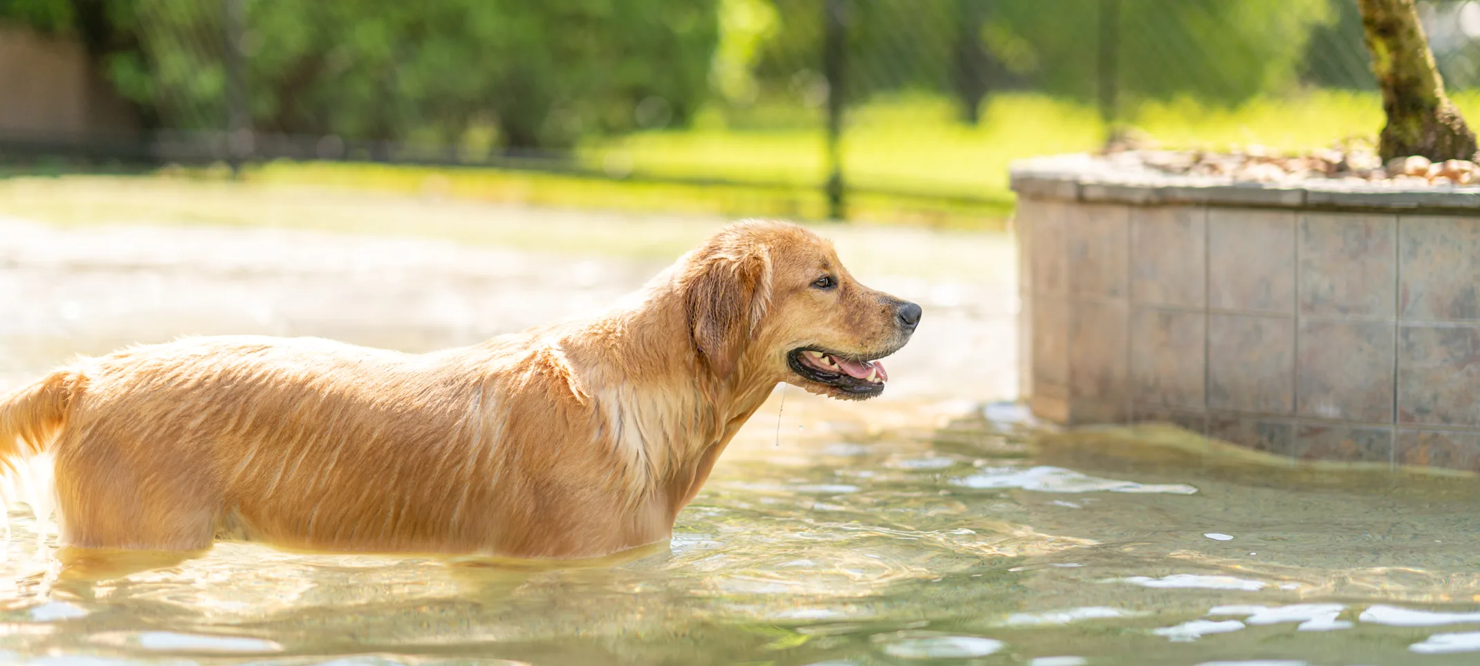 Golden retriever standing in the pool Golden retriever standing in the pool