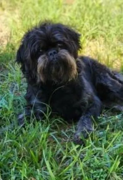 dog laying on grass dog laying on grass