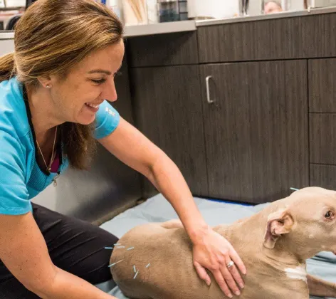 dog receiving acupuncture therapy