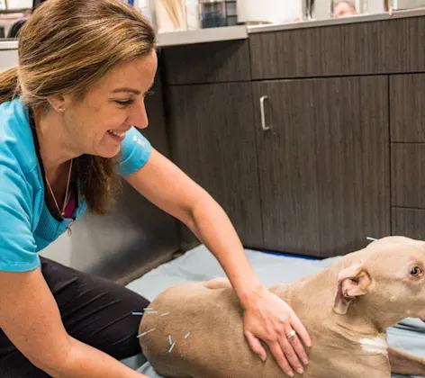 dog receiving acupuncture therapy