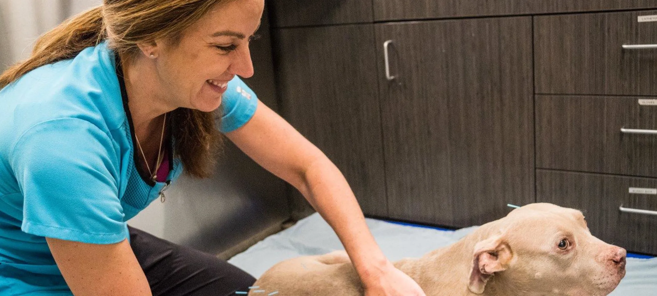 dog receiving acupuncture therapy