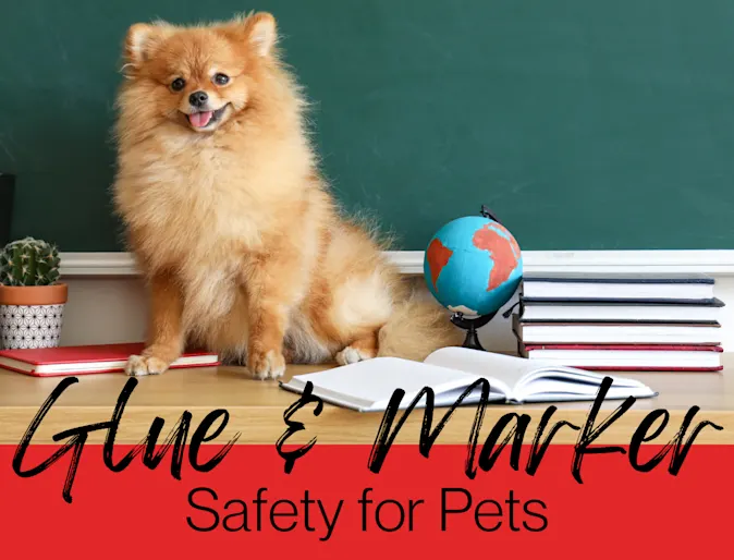 pet safety pet safety