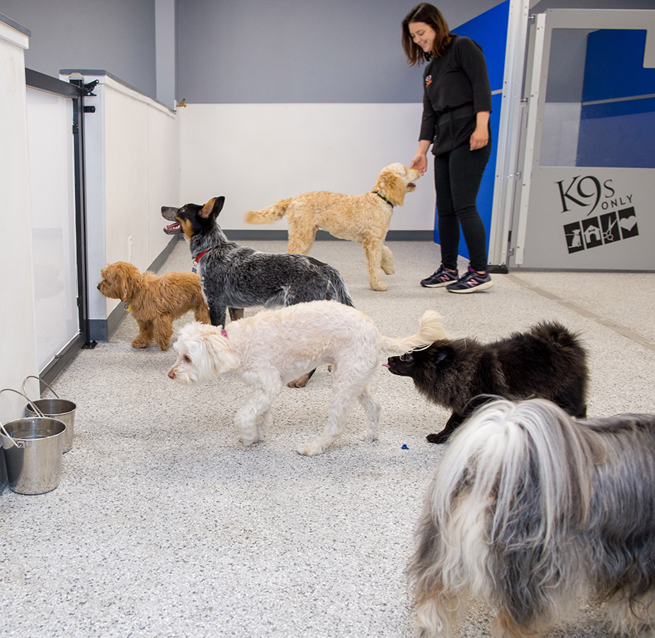 Dogs playing in room