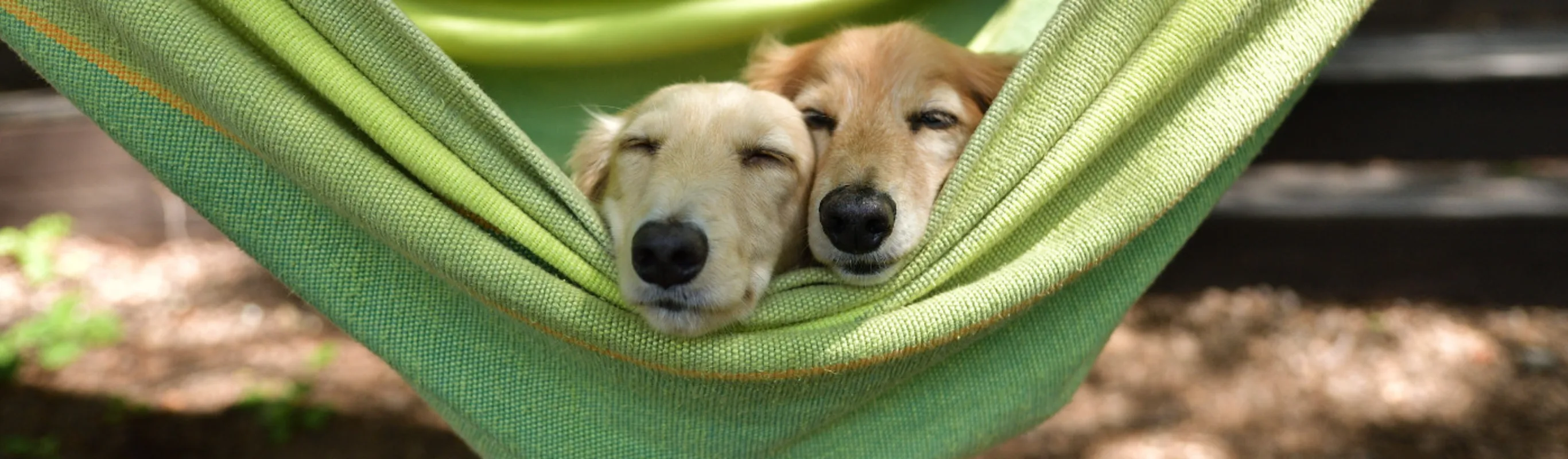 Two Dogs Sleeping in a Green Hammock