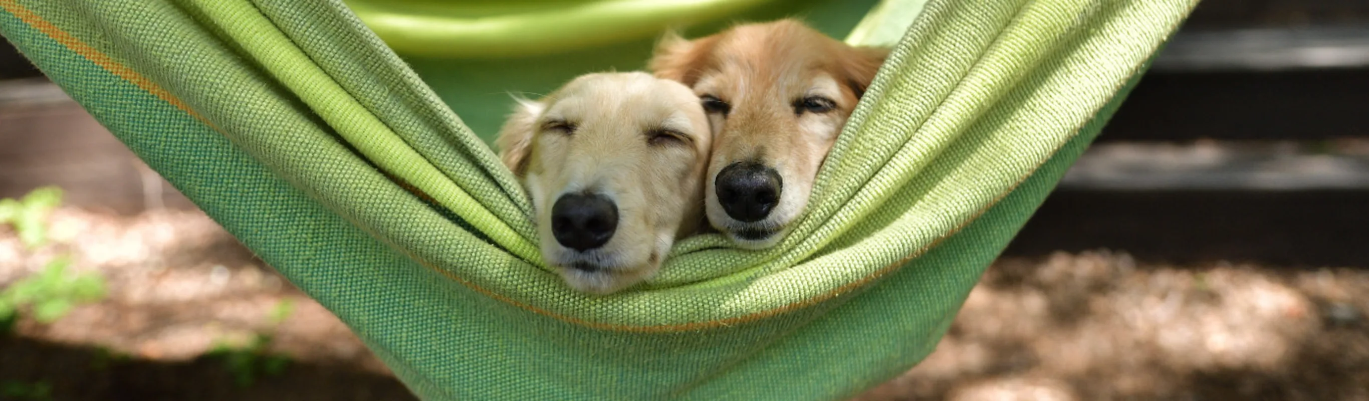 Two Dogs Sleeping in a Green Hammock Two Dogs Sleeping in a Green Hammock