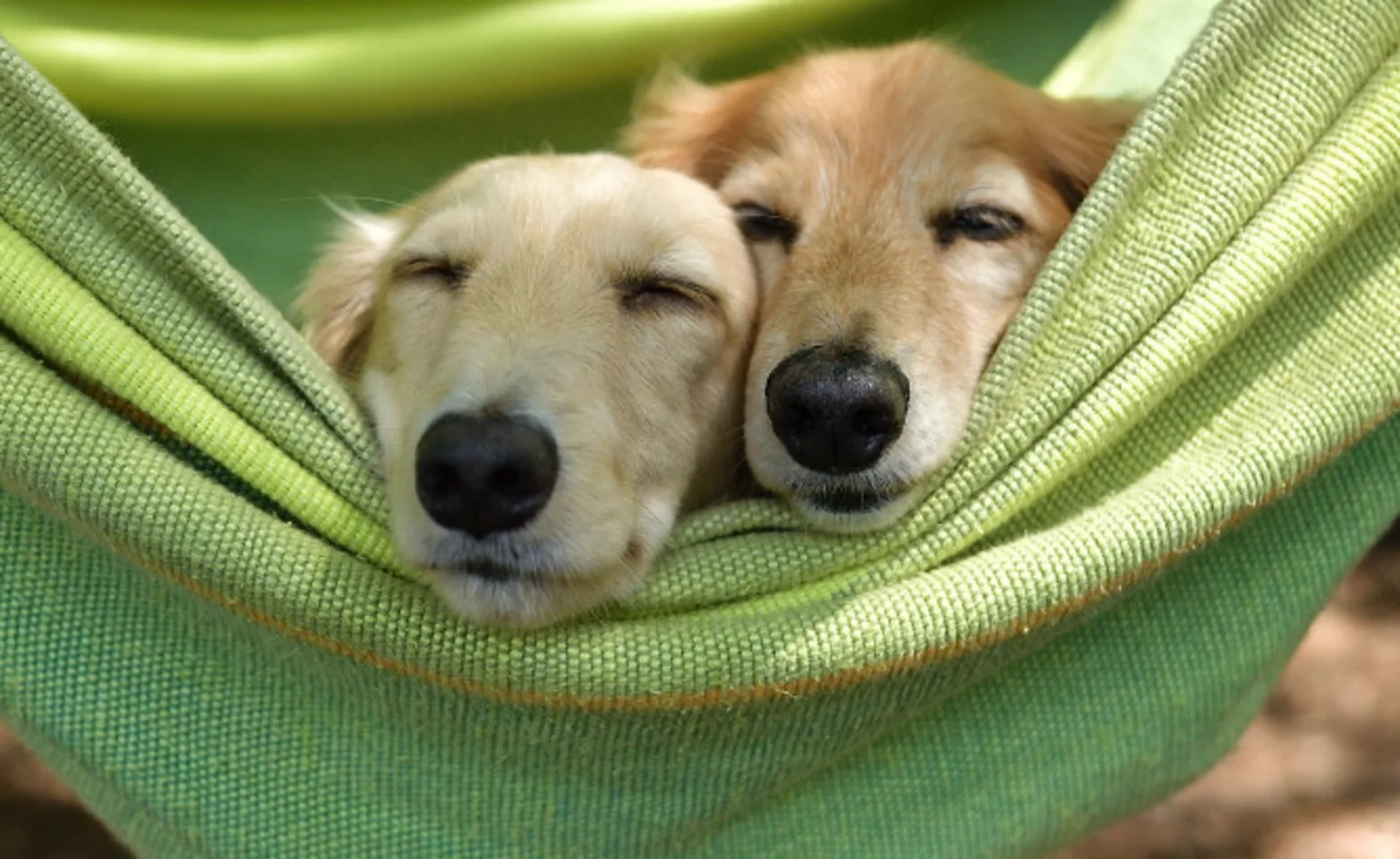 Two Dogs Sleeping in a Green Hammock Two Dogs Sleeping in a Green Hammock