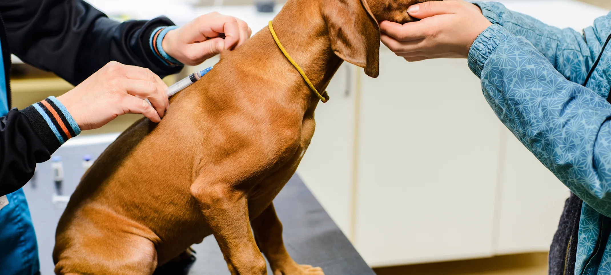 A brown puppy being vaccinated at Animal Care Center of Plainfield A brown puppy being vaccinated at Animal Care Center of Plainfield