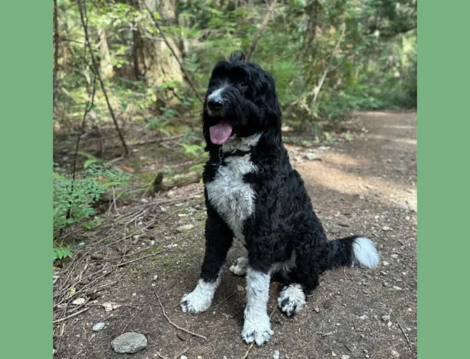 Chester McPherson (Dog) Chester McPherson (Dog)