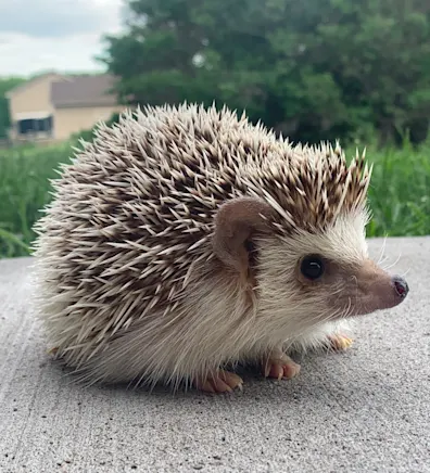 Oscar standing outside on the concrete