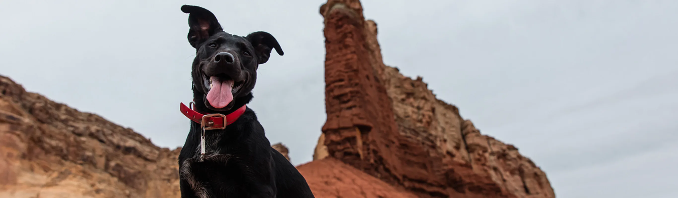 Black dog smiling with a red collar in the desert