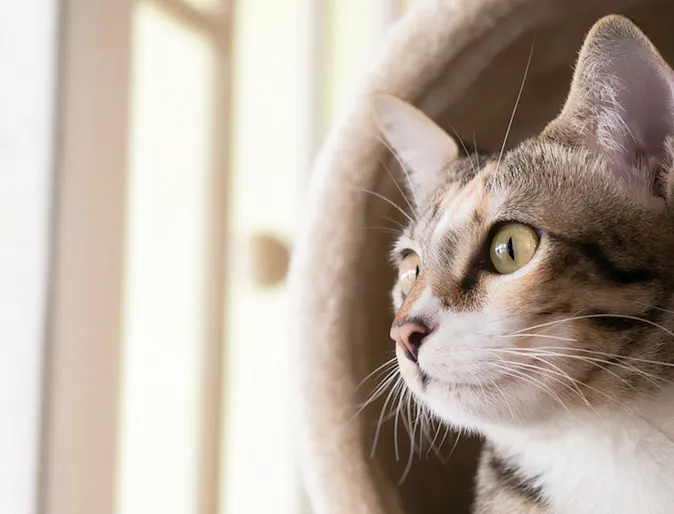 Cat looking at the window Cat looking at the window