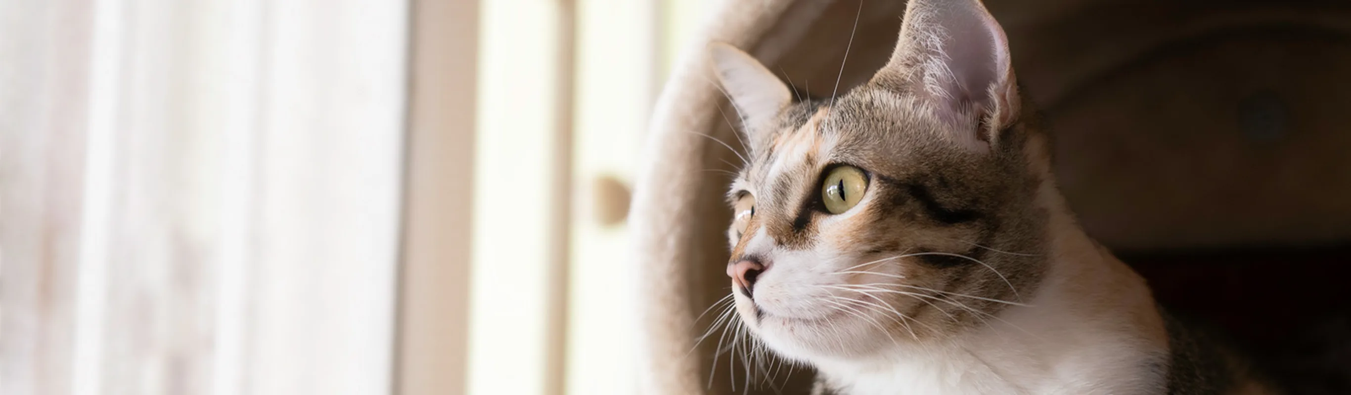 Cat looking at the window Cat looking at the window