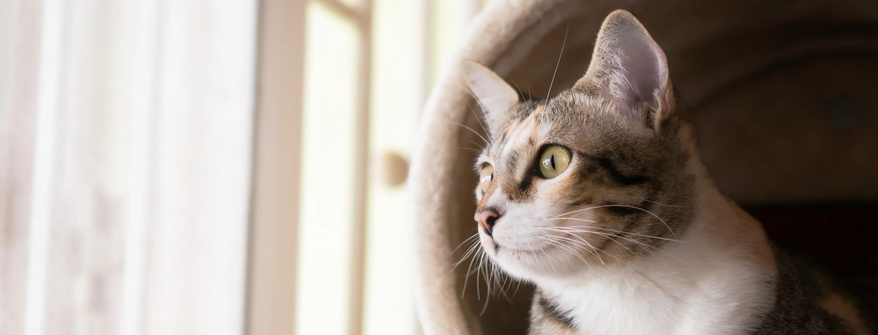 Cat looking at the window