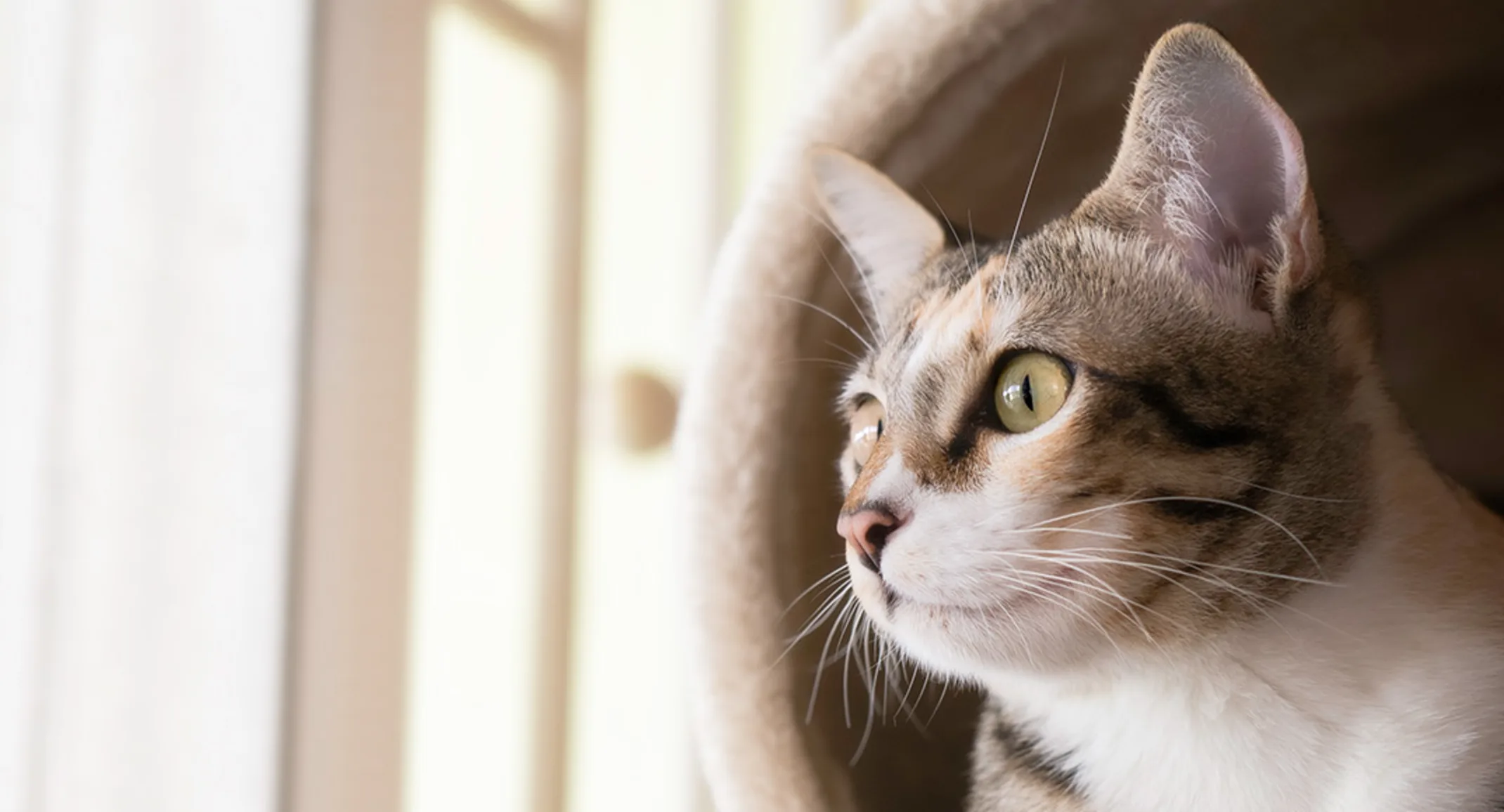 Cat looking at the window Cat looking at the window